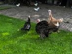 Kalkoenen, Dieren en Toebehoren, Pluimvee, Meerdere dieren, Kalkoen