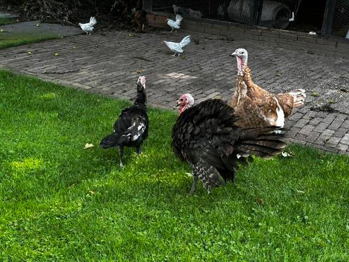 Kalkoenen, Dieren en Toebehoren, Pluimvee, Kalkoen, Meerdere dieren