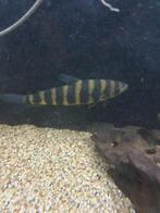 Vissenasiel leporinus fasciatus gestreepte kopstaander, Dieren en Toebehoren, Vis, Zoetwatervis, Schoolvis