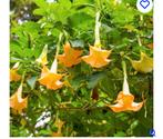 Brugmansia (Engelenbrug) - Bijzondere kuipplant, Tuin en Terras, Planten | Tuinplanten, Volle zon, Vaste plant, Zomer, Ophalen
