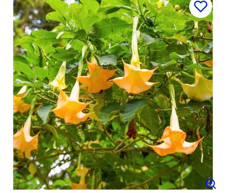 Brugmansia (Engelenbrug) - Bijzondere kuipplant, Tuin en Terras, Planten | Tuinplanten, Vaste plant, Overige soorten, Volle zon