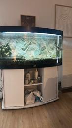 Juwel 260 aquarium + onderkast + pomp + vissen, Dieren en Toebehoren, Ophalen, Zo goed als nieuw, Gevuld zoetwateraquarium