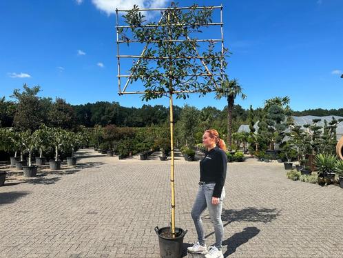 Photinia fraseri Red Robin leiboom - Glansmispel leibomen, Tuin en Terras, Planten | Bomen, Leiboom, 250 tot 400 cm, Halfschaduw