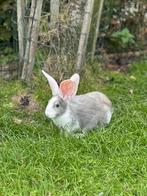 Duitsereus voedster, Dieren en Toebehoren, Vrouwelijk, Groot, 0 tot 2 jaar