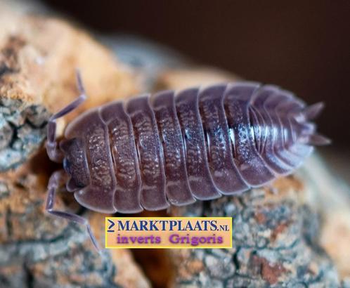 Trachelipus vespertilio isopods / pissebedden, Dieren en Toebehoren, Insecten en Spinnen, Overige soorten