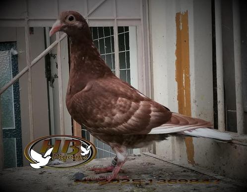 KAREL MEULEMANS CHOCO-POSTDUIF, Dieren en Toebehoren, Vogels | Duiven, Postduif, Mannelijk