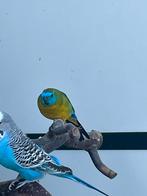 Turquiosine parkiet, Dieren en Toebehoren, Vogels | Parkieten en Papegaaien, Mannelijk, Parkiet