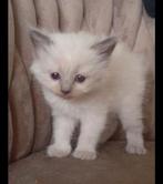 Prachtige Ragdoll kittens, Meerdere dieren, Ontwormd