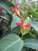 Zaden van Canna Brasiliensis, Tuin en Terras, Ophalen of Verzenden, Voorjaar, Volle zon, Wortelstok