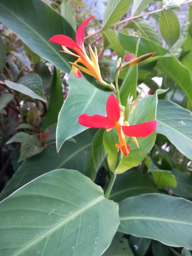 Zaden van Canna Brasiliensis, Tuin en Terras, Bloembollen en Zaden, Wortelstok, Voorjaar, Volle zon, Ophalen of Verzenden