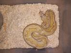 0.1 pastel lesser clown poss het pied nk25, Dieren en Toebehoren, Slang, Tam, 0 tot 2 jaar