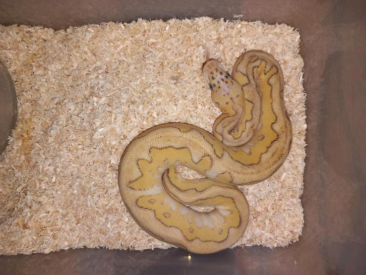 0.1 pastel lesser clown poss het pied nk25, Dieren en Toebehoren, Reptielen en Amfibieën, Slang, 0 tot 2 jaar, Tam