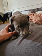 Puppy.Mother amstaf and father mixt of american bully and pi, Ophalen of Verzenden, Hond