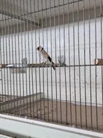 EUMO MAJOOR PUTTER POP 2025, Dieren en Toebehoren, Vrouwelijk, Wildzangvogel, Geringd