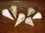 Replica vogel Schedels Kraai Uil KLEUR NAAR WENS bird skulls, Nieuw, Ophalen of Verzenden, Gothic Decoratie Halloween Deco RariteitenKabinet Biologie art