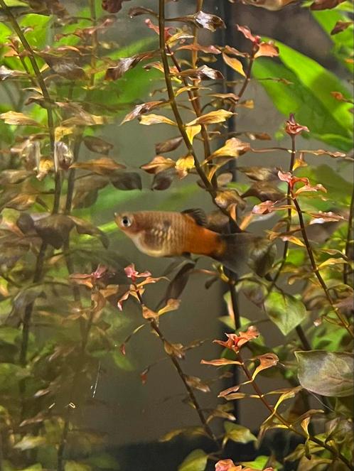 Jonge regenboog platys, minimaal 6, meer mag ook., Dieren en Toebehoren, Vissen | Aquariumvissen, Zoetwatervis, Vis