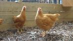 Hollandse krielkippen | kippen in bijzondere kleuren!, Dieren en Toebehoren, Pluimvee, Meerdere dieren, Kip