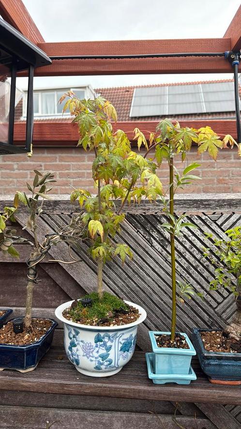 Acer Palmatum Bonsai, Tuin en Terras, Planten | Bomen, Overige soorten, Minder dan 100 cm, Bloeit niet, Ophalen of Verzenden