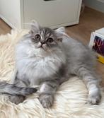 Beeldschone Britse Langhaar Kitten, Dieren en Toebehoren, Poes, Ontwormd, 0 tot 2 jaar