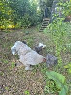 Brahma hen en haantje, Dieren en Toebehoren, Pluimvee, Meerdere dieren, Kip