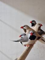 Spitsstaartamadine I veel keuze uit tropische vogels, Dieren en Toebehoren, Vogels | Kanaries, Meerdere dieren, Kleurkanarie