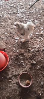 Jonge Zijdehoender Haan op te halen voor een zak drop., Mannelijk, Kip