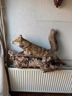 Opgezette Vos op Houten Stam - Decoratie, Antiek en Kunst, Ophalen of Verzenden