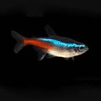 Paracheirodon innesi, Neon tetra, Vis, Zoetwatervis, Schoolvis