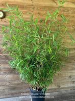 Fargesia robusta, wintergroene niet woekerende bamboe, Ophalen, Bamboe, 250 cm of meer