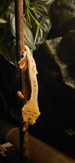 Wimpergekko, Dieren en Toebehoren, Reptielen en Amfibieën, Hagedis, Met terrarium, 0 tot 2 jaar