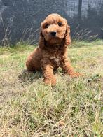 Bij ons geboren prachtige Belgische Cockapoo pups, Dieren en Toebehoren, België, CDV (hondenziekte), 8 tot 15 weken, Meerdere