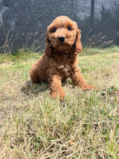 Bij ons geboren prachtige Belgische Cockapoo pups, Dieren en Toebehoren, Honden | Niet-rashonden, Middel, Meerdere dieren, Fokker | Professioneel