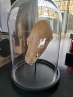 Vossen schedel, Ophalen, Schedel