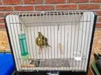 Timbrado zangkananie, Dieren en Toebehoren, Vogels | Kanaries, Meerdere dieren, Zangkanarie