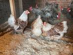 Wyandotte kriel goudwitgezoomd, Dieren en Toebehoren, Pluimvee, Vrouwelijk, Kip