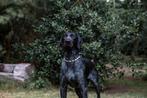 Duitse staande draadhaar/gladhaar/ruwhaar  puppies ‍, Dieren en Toebehoren, Duitse Staande hond, CDV (hondenziekte), 8 tot 15 weken