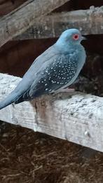 Diamant duifjes, Dieren en Toebehoren, Meerdere dieren, Overige soorten