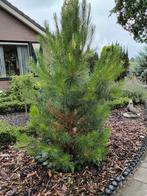 ..Pinaceae...dennenboom, Tuin en Terras, Planten | Bomen, Ophalen, Volle zon, Overige soorten