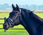 #NWE ADV 10-10 Super lieve 2,5 jr hengst v. Miami Turfhorst#, Dressuurpaard, 0 tot 2 jaar, Hengst, 160 tot 165 cm