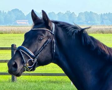 #NWE ADV 10-10 Super lieve 2,5 jr hengst v. Miami Turfhorst# beschikbaar voor biedingen