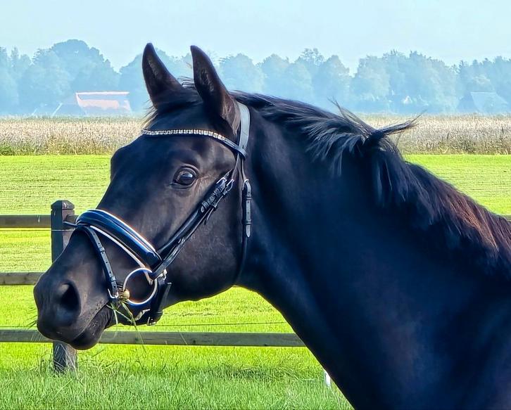 #NWE ADV 10-10 Super lieve 2,5 jr hengst v. Miami Turfhorst#, Dieren en Toebehoren, Paarden, Hengst, Onbeleerd, 160 tot 165 cm