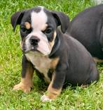 Engelse Bulldog pups te koop, Dieren en Toebehoren, Honden | Bulldogs, Pinschers en Molossers, België, Rabiës (hondsdolheid), 8 tot 15 weken