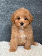 Exclusieve Maltipoo F1 pups, Dieren en Toebehoren, Honden | Chihuahua's en Gezelschapshonden, Overige rassen, 8 tot 15 weken, Parvo
