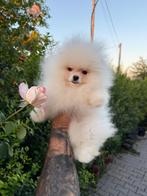 Pomeriaan, Dieren en Toebehoren, Honden | Poolhonden, Keeshonden en Oertypen, Rabiës (hondsdolheid), 8 tot 15 weken, Buitenland