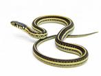 Te koop gevraagd: Kousenband Slangen - Thamnophis, Slang