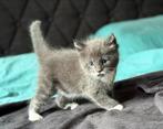 7 Maine Coon x kittens te koop, Dieren en Toebehoren, Katten en Kittens | Overige Katten, Meerdere dieren, 0 tot 2 jaar