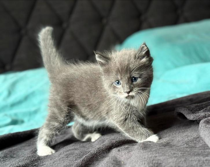 7 Maine Coon x kittens te koop, Dieren en Toebehoren, Katten en Kittens | Overige Katten, Meerdere dieren, 0 tot 2 jaar
