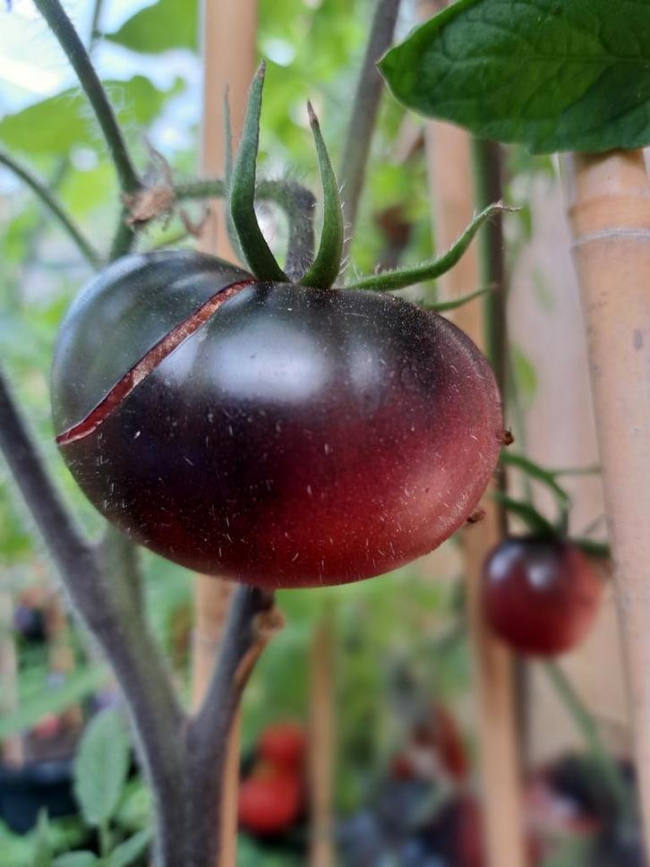 Zaden tomaat black beauty, Tuin en Terras, Bloembollen en Zaden, Volle zon, Verzenden