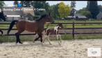 15 jarige drachtige fokmerrie incl 2 nakomelingen, Dieren en Toebehoren, Paarden, Springpaard, Niet van toepassing, 160 tot 165 cm