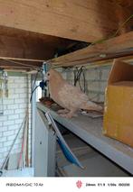 Sierduif waarschijnlijk een luzerner, Dieren en Toebehoren, Geslacht onbekend, Overige soorten